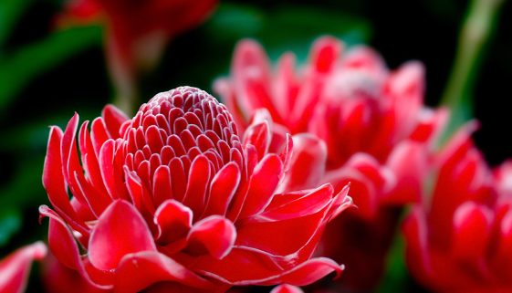 ผลของการชงชาต่อปริมาณสารต้านออกซิเดชันและการยอมรับของผู้บริโภคของน้ำชาจากดอกดาหลา