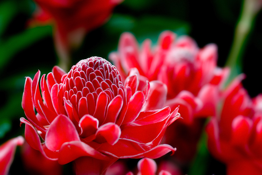 ผลของการชงชาต่อปริมาณสารต้านออกซิเดชันและการยอมรับของผู้บริโภคของน้ำชาจากดอกดาหลา